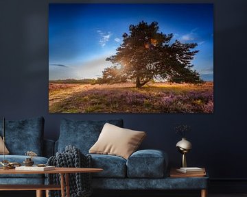 Bruyères en fleurs dans un paysage de bruyère au lever du soleil sur Sjoerd van der Wal Photographie
