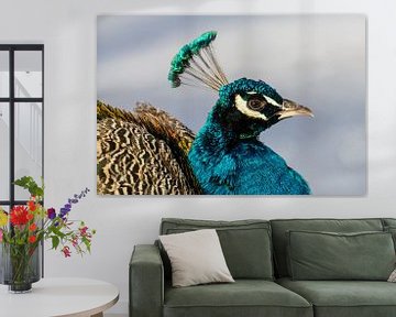 Peacock by Jack Van de Vin