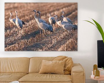 Crane birds resting and feeding in a field during autumn migration