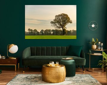 Oak tree in a field during autumn by Sjoerd van der Wal Photography