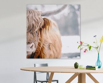 Scottish Highlander cattle portrait in the snow by Sjoerd van der Wal Photography