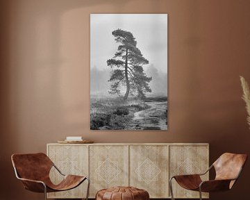 Big pine in the mist - black and white by Ate de Vries