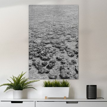 Koralle, in schwarz und weiß