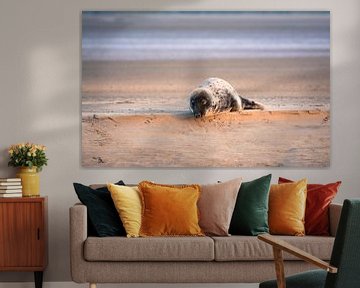 Zeehond in de ondergaande zon van Marian Sintemaartensdijk
