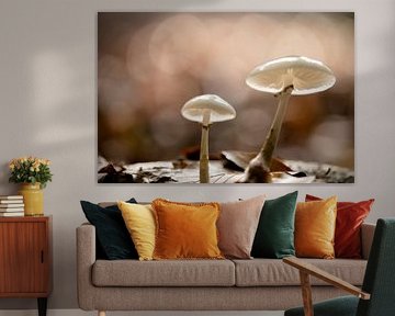 Les champignons dans la lumière de l'automne