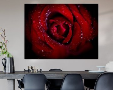 Rood Rose von jorrick Mulder