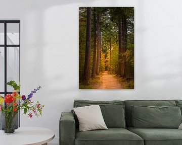 Chemin dans une forêt de pins en automne sur Sjoerd van der Wal Photographie