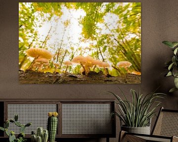 Champignon de porcelaine lors d'une journée d'automne dans une forêt de hêtres sur Sjoerd van der Wal Photographie