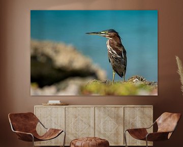 Green heron on the lookout by Pieter JF Smit