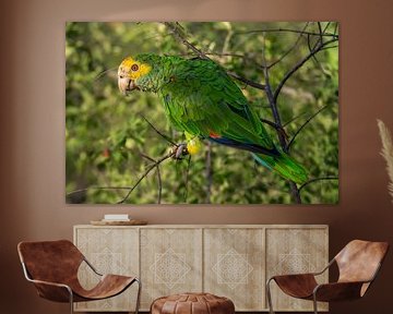 Lora, the yellow-winged Amazon, on Bonaire by Pieter JF Smit