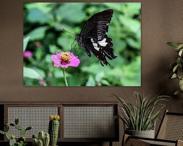 Chinesischer Schmetterling auf einer Blume. von Jarne Buttiens