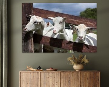 white goats poke their heads through the boards of a fence in a meadow by anton havelaar