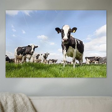 zwart witte koeien in een weiland met sappig groen gras