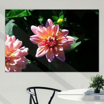 Magnifique floraison de dahlias