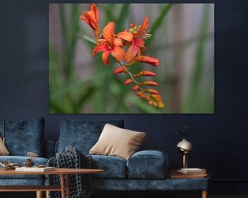 Crocosmia jupiter, de vuurrode bloemen voor aan je wand van Jolanda de Jong-Jansen
