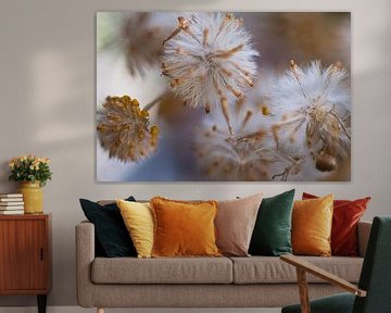 Fleurs pelucheuses et duveteuses