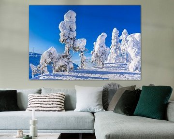 Landscape with snow in winter in Ruka, Finland