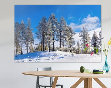 Landschaft mit Schnee im Winter in Kuusamo, Finnland