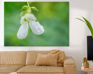 Witte groene bonenbloem met regendruppels van Iris Holzer Richardson
