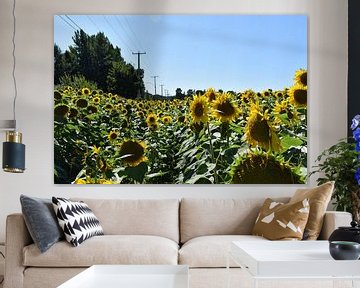 A field of sunflower by Claude Laprise