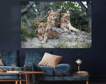 3 Lions by Robert Styppa