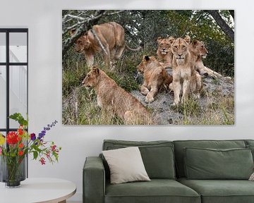 6 Lions by Robert Styppa
