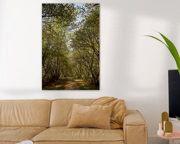 Sous la verdure - photographie de nature en forêt sur Qeimoy