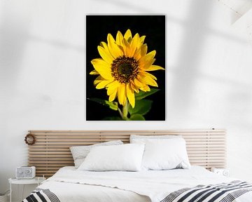 Sunflower with leaves by Martijn Tilroe