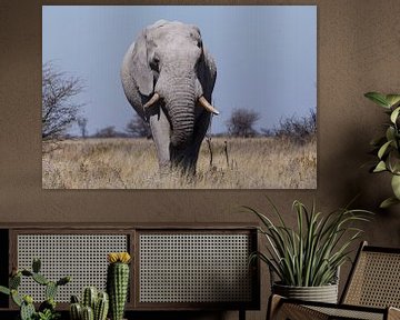 Olifant - Etosha National Park by Eddy Kuipers