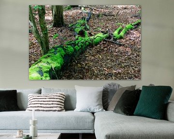 Wild en romantisch Kellerwald van Thomas Jäger
