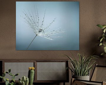 macro shot of water droplets caught in a dandelion fluff by Anne Loos