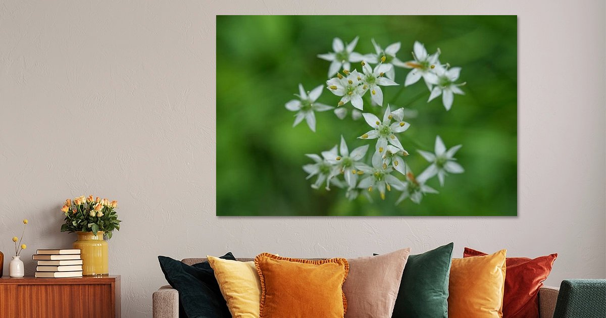 White Garlic Chive on Green 3 by Iris Holzer Richardson on canvas, poster, wallpaper and more