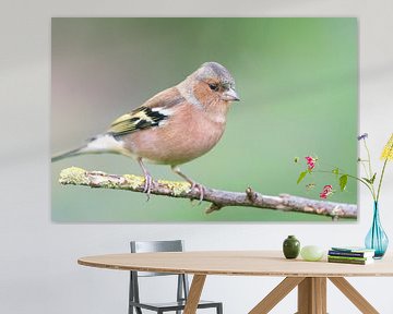 Vink (Fringilla coelebs) van Dirk Rüter