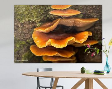 Mushrooms von rob veldman