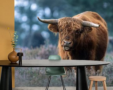 Stoere hooglander hangt de grapjas uit van Roy Kreeftenberg