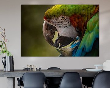Foto van een kleurrijke papegaai van Danique Gohl