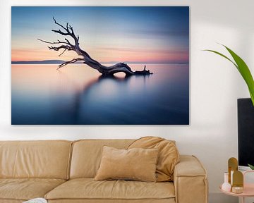 Drijfhout aan zee in romantisch licht van fernlichtsicht