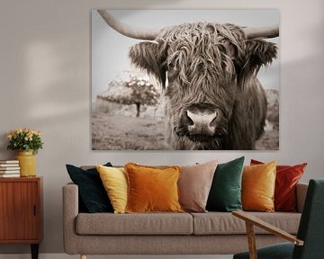 highland cow by Jo Beerens