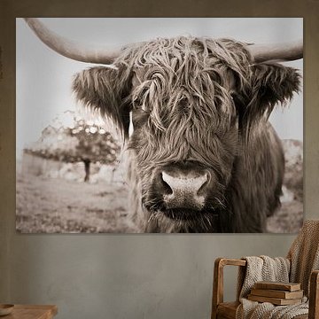highland cow by Jo Beerens