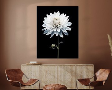 Flower in black and white by Studio Allee