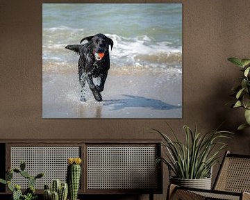 Apporterende hond op het strand van Martine Knoop