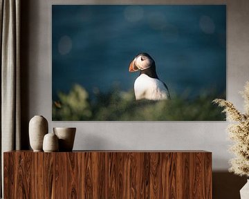 Puffin behind a knoll | travel photography print | borgarfjörður eystri Iceland