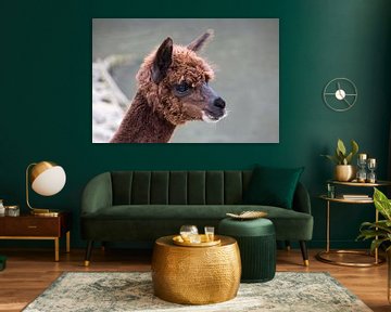 Portret van een bruine alpaca ookwel Vicugna pacos een berglama uit Zuid-Amerika