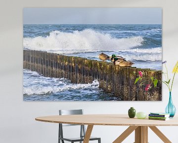 Buhne with mallards on the coast of the Baltic Sea near G by Rico Ködder