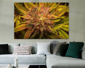Cannabis Makro von Zwoele Plaatjes