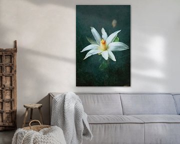 Christmas cactus bloom sur Roswitha Lorz