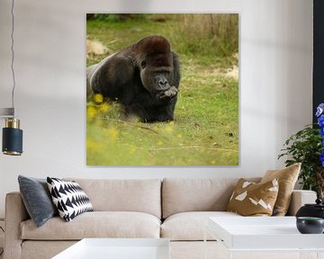 Gorilla by Frank Smedts