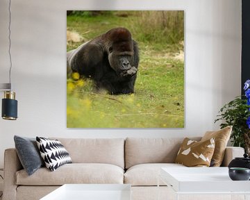 Gorilla von Frank Smedts