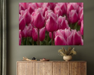 Tulpen, paars/roze met een subtiel wit randje van Ans Bastiaanssen