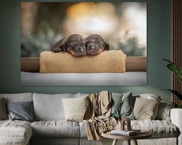 Duo pasgeboren puppy's Newborn Puppy Fotoshoot van Jolien Berntsen